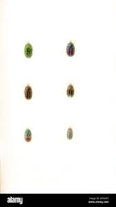 Attēlu rezultāti vaicājumam “Dienerella elongata”