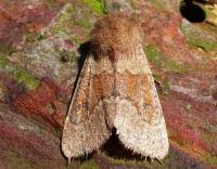 Attēlu rezultāti vaicājumam “Orthosia miniosa imago”