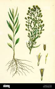 Attēlu rezultāti vaicājumam “Erigeron canadensis”