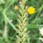 Attēlu rezultāti vaicājumam “Cynosurus cristatus flower”