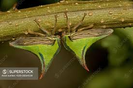 Attēlu rezultāti vaicājumam “Membracidae”