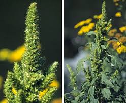 Attēlu rezultāti vaicājumam “Amaranthus retroflexus flower”