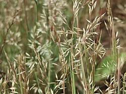 Attēlu rezultāti vaicājumam “Corynephorus canescens fruit”