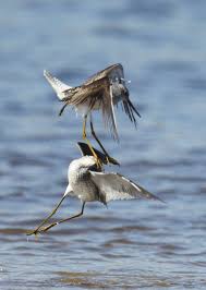 Attēlu rezultāti vaicājumam “Tringa stagnatilis adult”