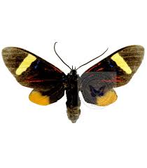 Attēlu rezultāti vaicājumam “Arctiidae”