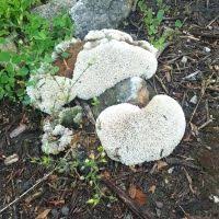 Attēlu rezultāti vaicājumam “Oxyporus corticola”