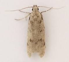 Attēlu rezultāti vaicājumam “Gelechia rhombella”