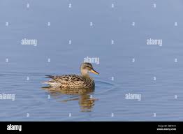 Attēlu rezultāti vaicājumam “Anas strepera female”