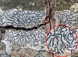 Attēlu rezultāti vaicājumam “Graphis scripta”