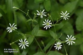 Attēlu rezultāti vaicājumam “Stellaria nemorum flower”