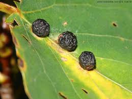 Attēlu rezultāti vaicājumam “Harmandia”