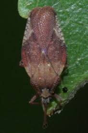 Attēlu rezultāti vaicājumam “Physatocheila smreczynskii”