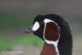 Image result for Branta ruficollis