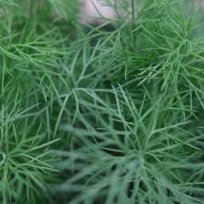 Attēlu rezultāti vaicājumam “Anethum graveolens”