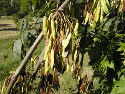 Attēlu rezultāti vaicājumam “Fraxinus excelsior Pendula fruit”