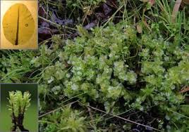 Attēlu rezultāti vaicājumam “Pseudobryum cinclidioides”
