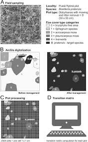 Attēlu rezultāti vaicājumam “Breidleria pratensis”