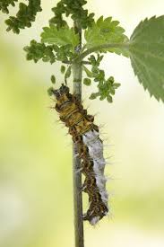 Attēlu rezultāti vaicājumam “Polygonia c-album upperside”