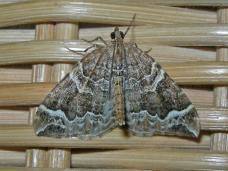 Attēlu rezultāti vaicājumam “Lampropteryx suffumata”