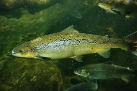 Image result for Salmo zrmanjaensis