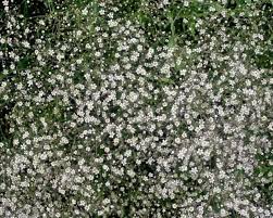 Attēlu rezultāti vaicājumam “Gypsophila paniculata”