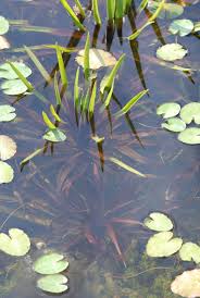 Attēlu rezultāti vaicājumam “Stratiotes aloides flower”