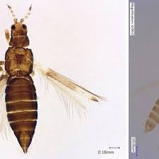 Attēlu rezultāti vaicājumam “Thysanoptera”