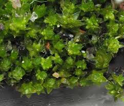 Attēlu rezultāti vaicājumam “Bryum bimum”