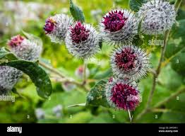 Attēlu rezultāti vaicājumam “Arctium tomentosum”