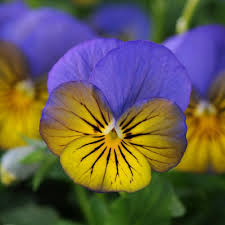 Image result for Viola cornuta