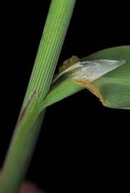 Attēlu rezultāti vaicājumam “Phalaroides arundinacea leaf”