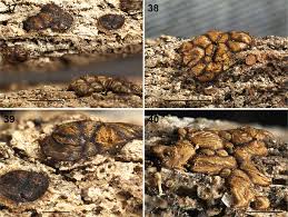 Attēlu rezultāti vaicājumam “Diderma testaceum sessile”