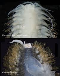 Attēlu rezultāti vaicājumam “Polypogon tentacularius”