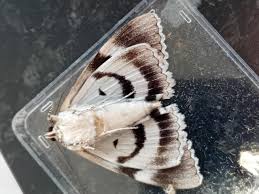 Attēlu rezultāti vaicājumam “Catocala fraxini”