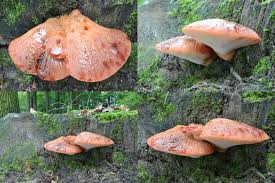 Attēlu rezultāti vaicājumam “Fistulina hepatica”