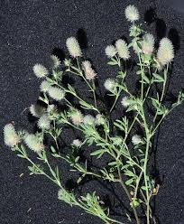 Attēlu rezultāti vaicājumam “Trifolium arvense flower”