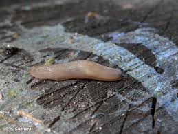 Attēlu rezultāti vaicājumam “Malacolimax tenellus”