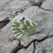 Attēlu rezultāti vaicājumam “Pontia edusa upperside”