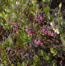 Attēlu rezultāti vaicājumam “Vaccinium uliginosum flower”