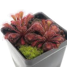 Attēlu rezultāti vaicājumam “Drosera anglica fruit”