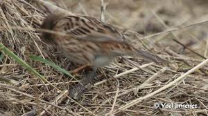Image result for Emberiza leucocephalos