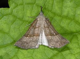 Attēlu rezultāti vaicājumam “Hypena proboscidalis”