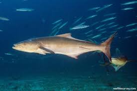 Image result for Rachycentron canadum