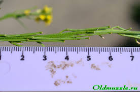 Attēlu rezultāti vaicājumam “Erysimum hieracifolium fruit”