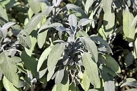Image result for Salbei