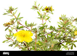 Attēlu rezultāti vaicājumam “Pentaphylloides fruticosa leaf”