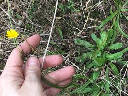 Attēlu rezultāti vaicājumam “Hypochaeris radicata leaf”