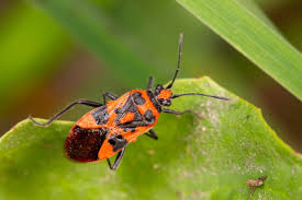 Attēlu rezultāti vaicājumam “Corizus hyoscyami imago”