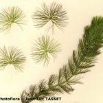 Attēlu rezultāti vaicājumam “Ceratophyllum submersum leaf”