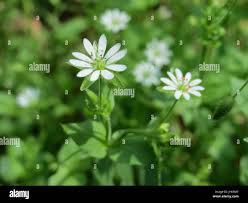 Attēlu rezultāti vaicājumam “Stellaria nemorum flower”